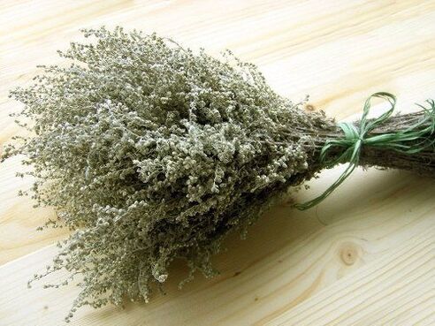 Wormwood is a popular plant for worms and parasites. 