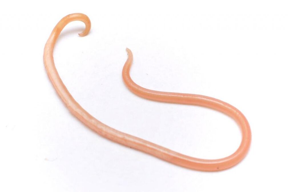 Ascaris is one of the most popular worms. 