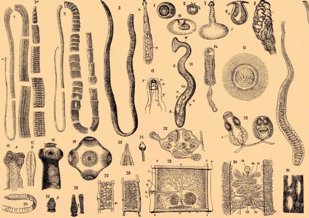 Gelmintos parasites class