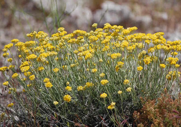 Immortelle helps in the fight against parasites. 