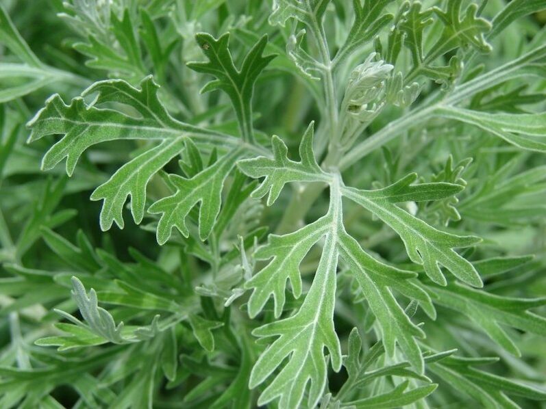 Wormwood for the preparation of tincture from parasites. 
