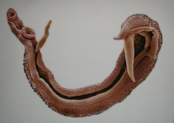 Adult schistosoma