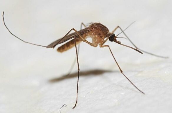 Mosquitoes are the main carriers of skin parasites. 